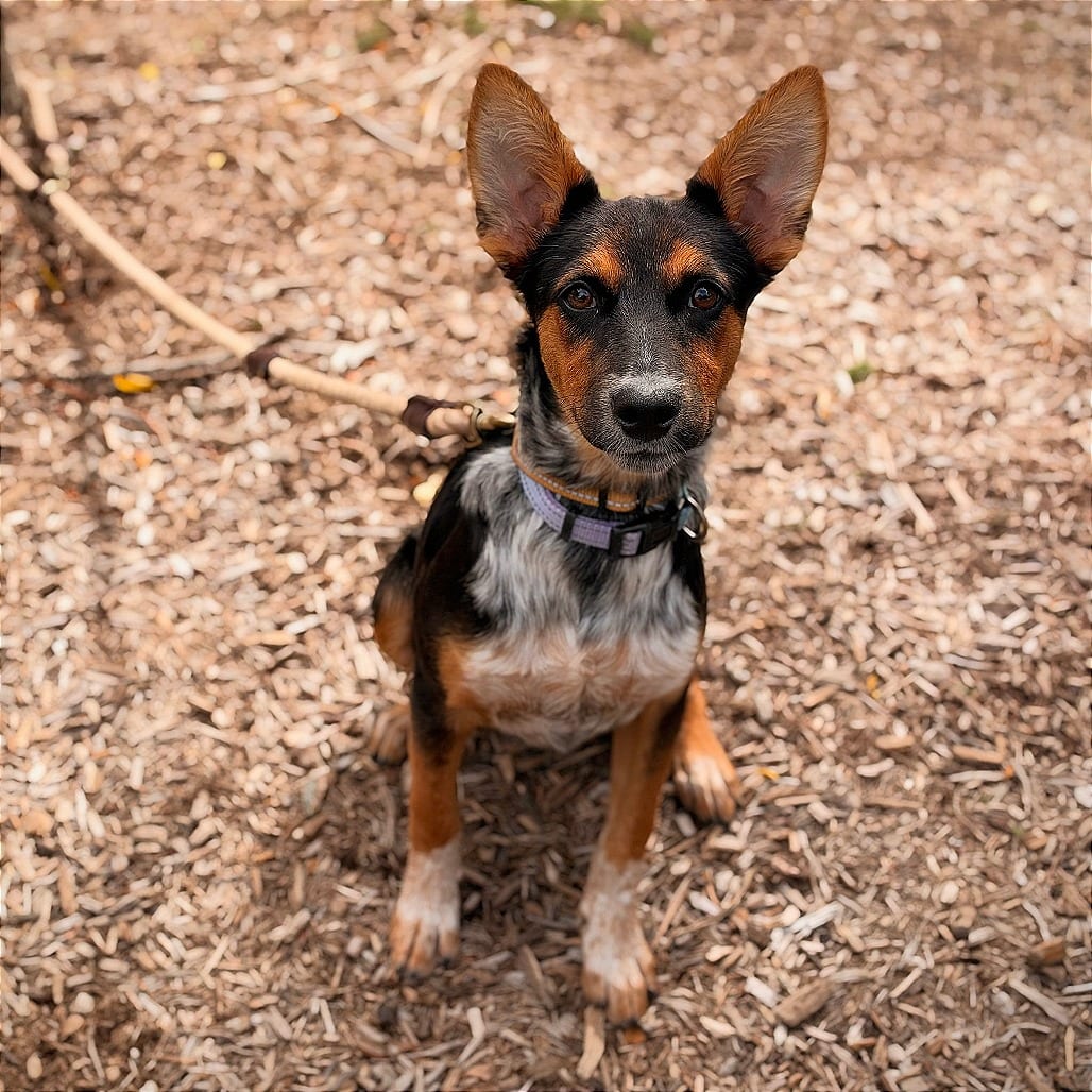 Photo of Pearl, adoptable Cattle Dog, Australian (Blue Heeler) in South Elgin, Illinois
