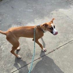 Photo of Thursday, adoptable Terrier (Unknown Type, Medium) in New York City, New York