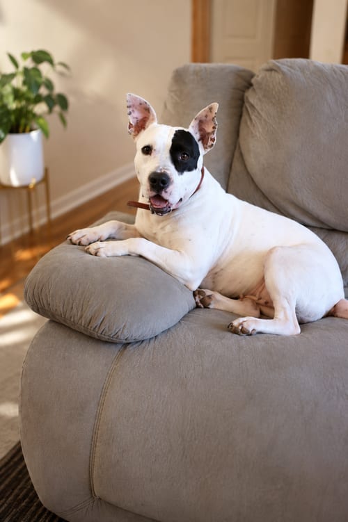 Photo of Rosie Rose, adoptable Pit Bull Terrier in Nashville, Tennessee