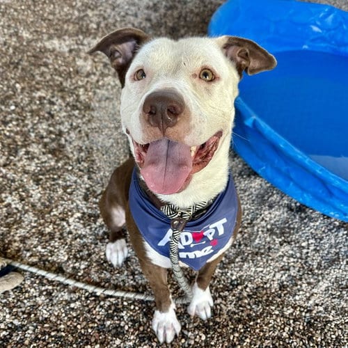 Photo of Paco, adoptable Staffordshire Bull Terrier in Mesa, Arizona