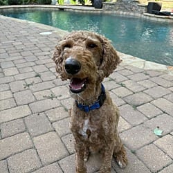 Photo of Banks, adoptable Golden Retriever Poodle (Standard) in Waxhaw, North Carolina