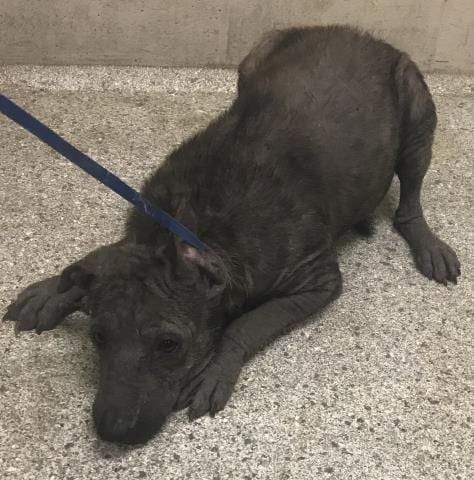 Photo of Toaster, adoptable Pit Bull Terrier in Conroe, Texas