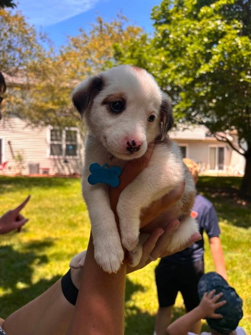 Photo of Patsy, adoptable Australian Shepherd in Plainfield, Illinois