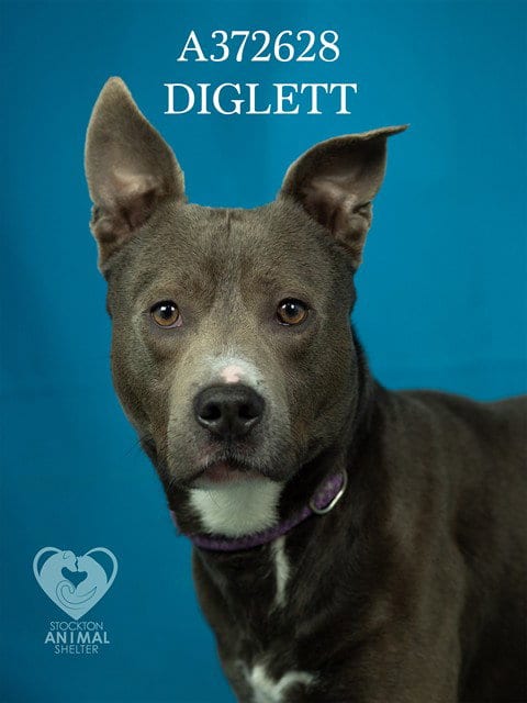 Photo of Diglett, adoptable Pit Bull Terrier in Stockton, California