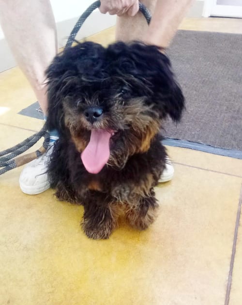 Photo of Suki (no more applications), adoptable Shih Tzu in AUSTIN, Minnesota