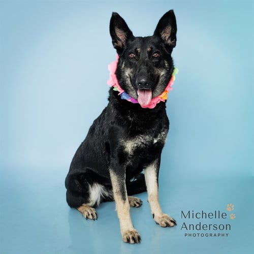 Photo of Kaya, adoptable German Shepherd Dog in Corona, California