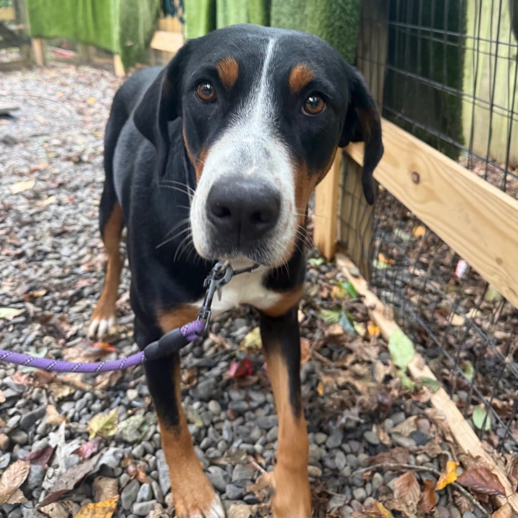 Photo of Milky Way, adoptable Greater Swiss Mountain Dog in West Chester, Pennsylvania