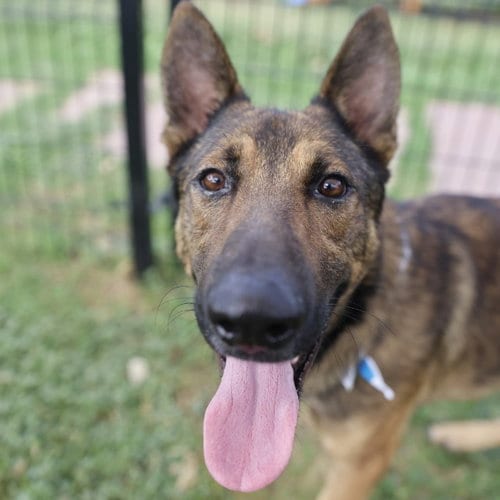 Photo of Kippers, adoptable Belgian Shepherd Malinois in San Antonio, Texas