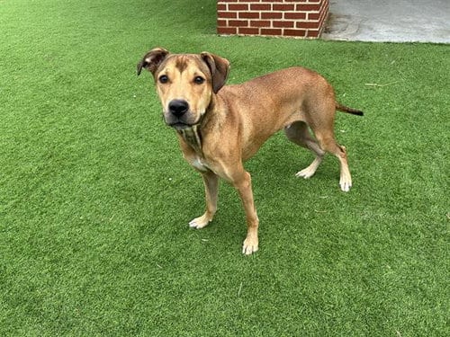 Photo of Kano, adoptable American Staffordshire Terrier in Grand Prairie, Texas