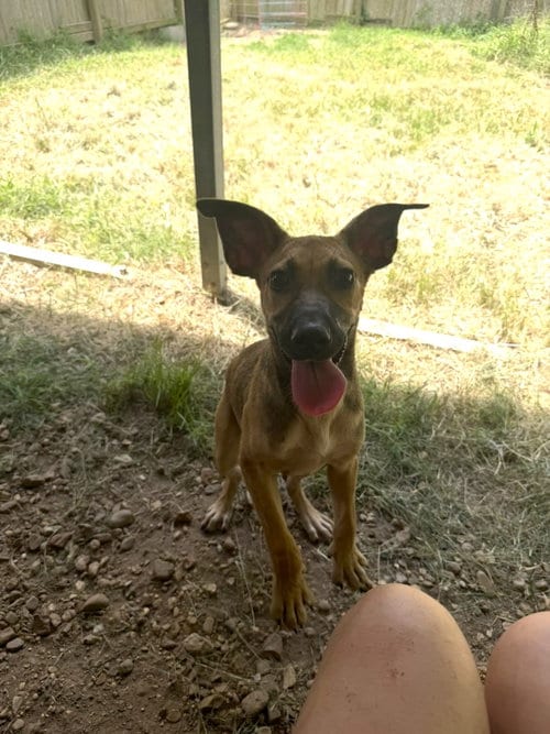 Photo of Bambi, adoptable Black Mouth Cur in Jackson, Mississippi