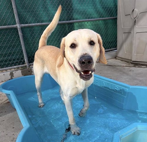 Photo of Rico, adoptable Labrador Retriever in Martinez, California
