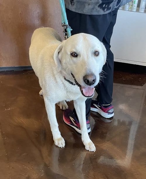 Photo of June Carter Cash, adoptable Akbash in Whitewright, Texas