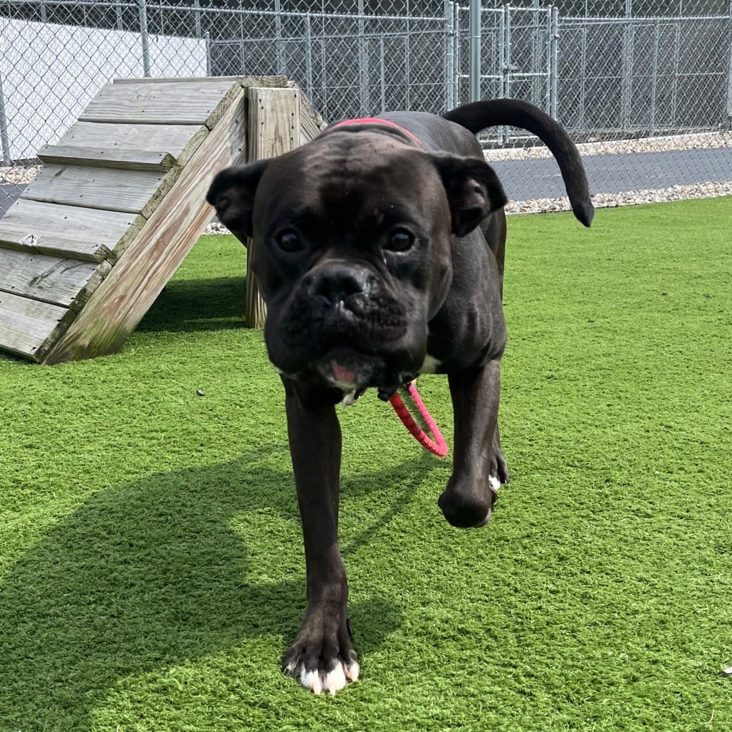 Photo of Roly Poly, adoptable Boxer / Bulldog, American in Bristol, Indiana