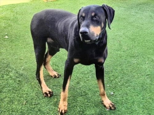 Photo of Scooby, adoptable Doberman Pinscher in Van Nuys, California
