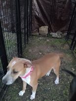 Photo of Dancer, adoptable American Pit Bull Terrier in Kempner, Texas
