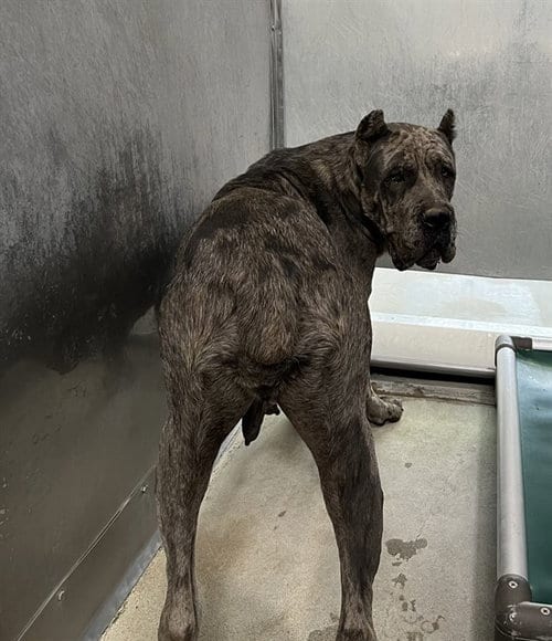 Photo of Selena, adoptable Cane Corso Mastiff in Lancaster, California