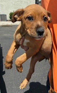 Photo of Yara, adoptable American Pit Bull Terrier in Phoenix, Arizona