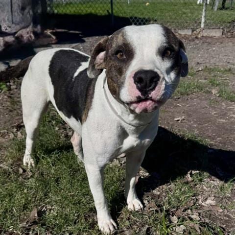 Photo of Wrangler, adoptable American Pit Bull Terrier in Conroe, Texas
