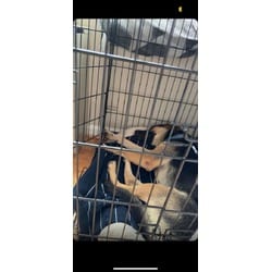 Photo of Autumn, adoptable German Shepherd Dog in Washington, District of Columbia