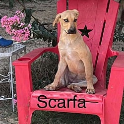 Photo of Scarfa, adoptable Mutt Shepherd (Unknown Type) in Framingham, Massachusetts