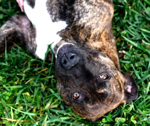 Photo of Keely, adoptable Pit Bull Terrier in Sistersville, West Virginia