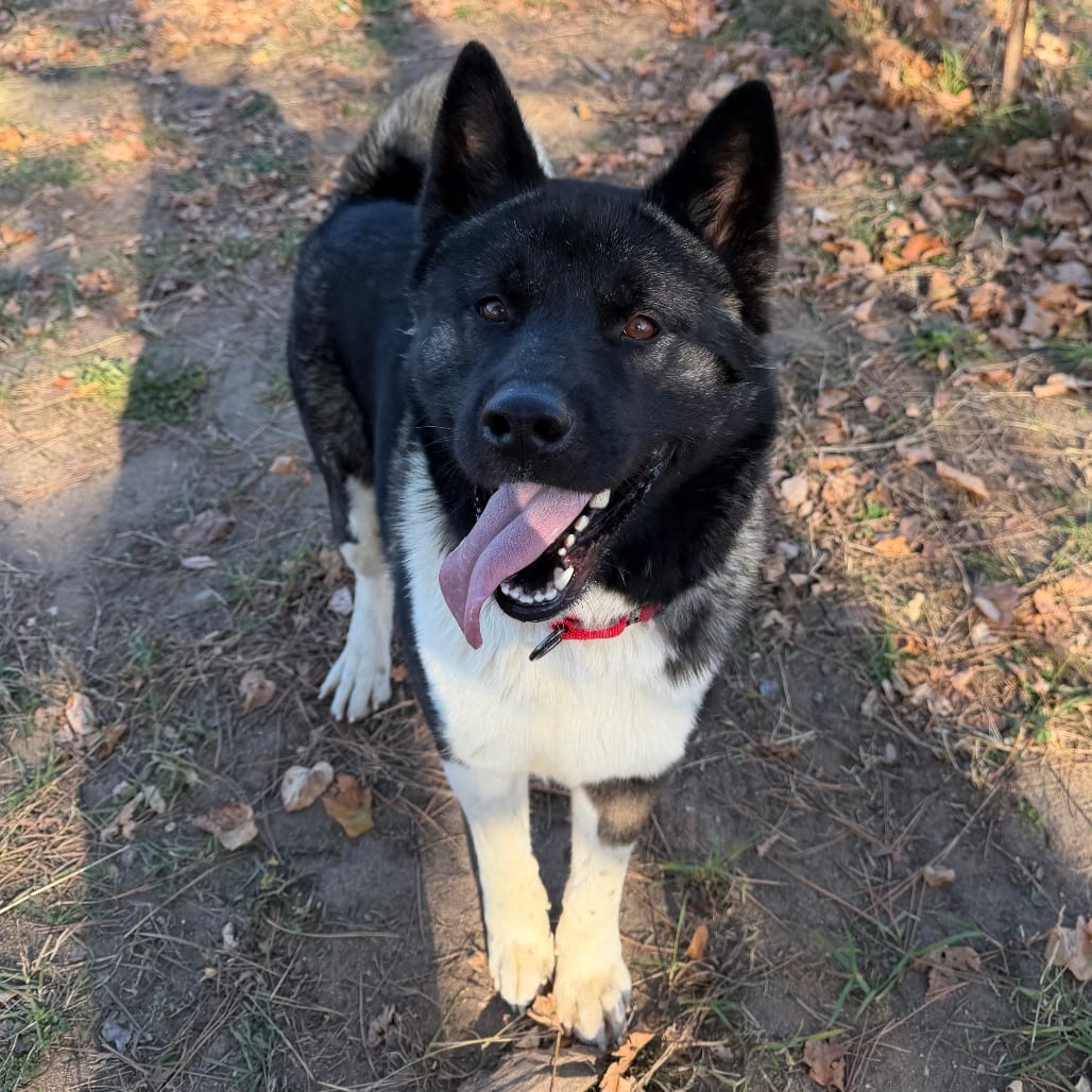 Photo of Goku, adoptable Akita / Mix in Wadena, Minnesota
