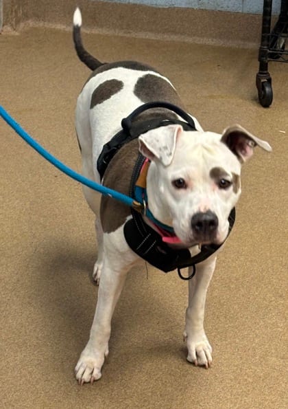 Photo of Candella, adoptable dog in Chamblee, Georgia