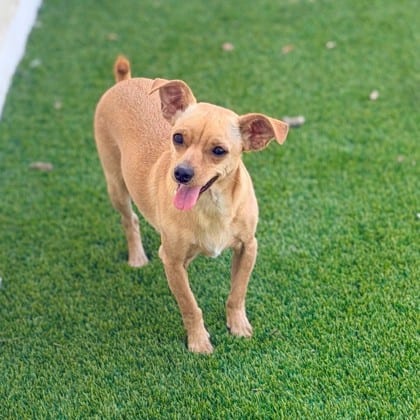 Photo of Sid, adoptable Chihuahua, Short Coat/Mix in Bakersfield, California