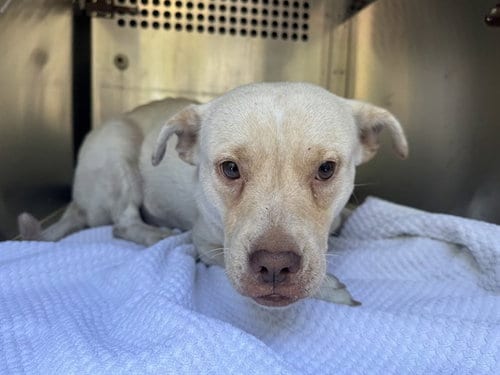 Photo of Peggy, adoptable Pit Bull Terrier in Garland, Texas
