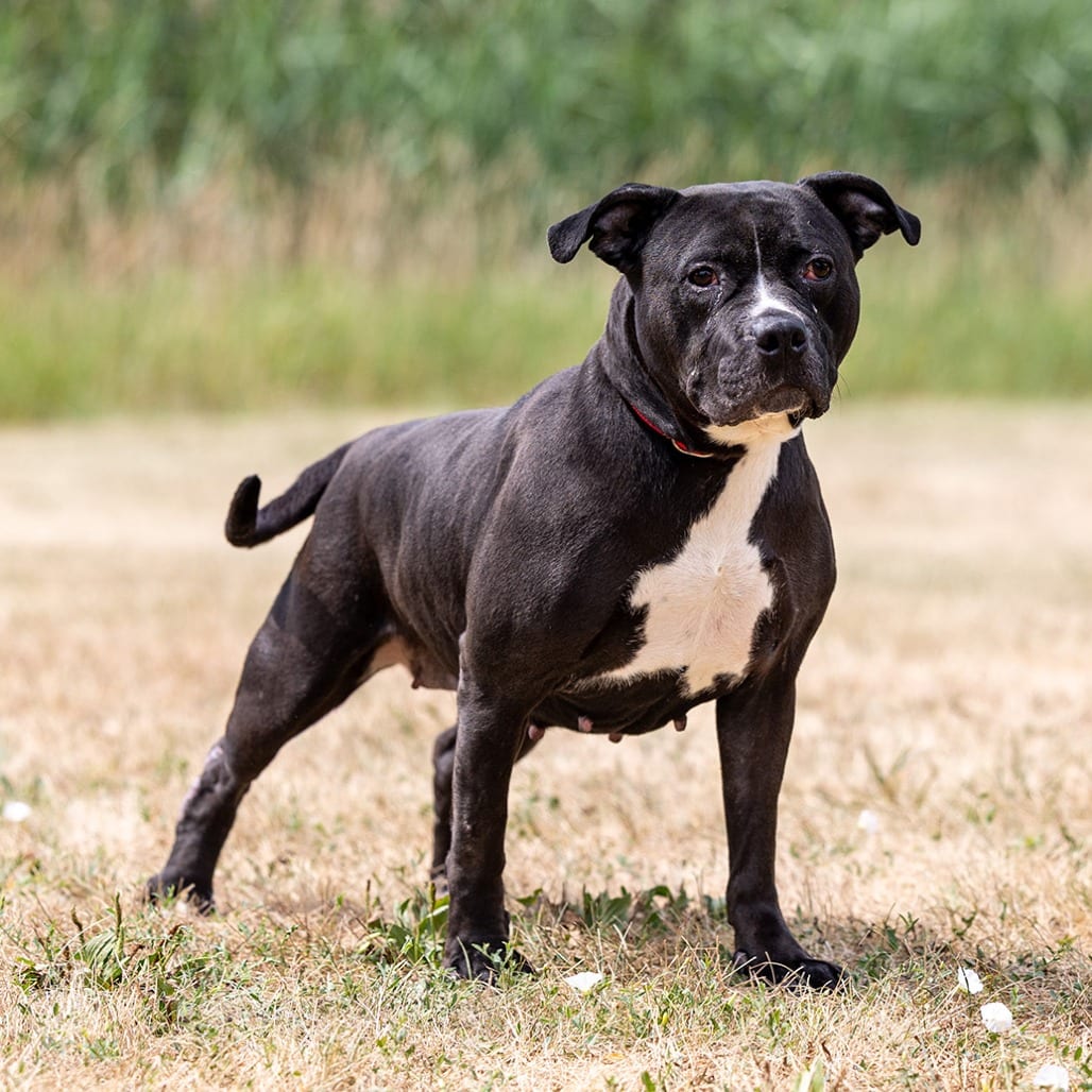 Photo of Luna, adoptable Terrier, Pit Bull in Council Bluffs, Iowa