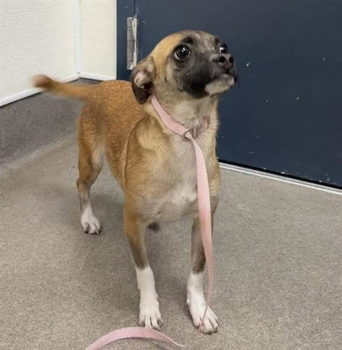 Photo of Cara, adoptable Chihuahua in HESPERIA, California