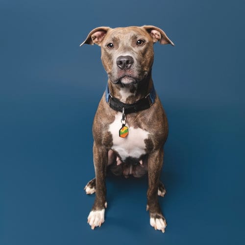 Photo of Cinnamon, adoptable American Pit Bull Terrier in Baltimore, Maryland