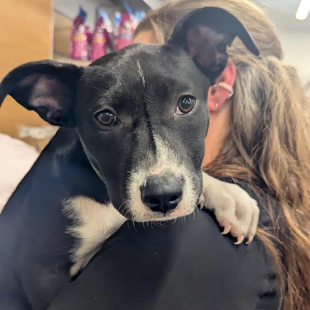 Photo of Cinder, adoptable Mixed Breed (Medium) in Buffalo, Minnesota