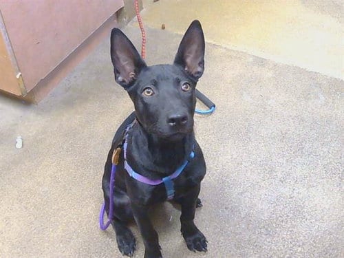 Photo of Raven, adoptable German Shepherd Dog in Sacramento, California