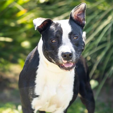 Photo of Daffodil, adoptable Pit Bull Terrier in Camarillo, California
