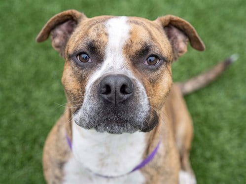 Photo of Squeakers, adoptable Pit Bull Terrier in Denver, Colorado