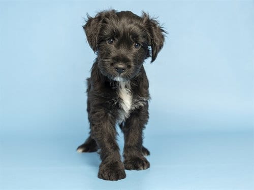Photo of Dafoe, adoptable Labrador Retriever in Phoenix, Arizona