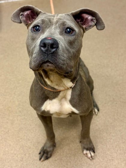 Photo of Zippy, adoptable dog in Chamblee, Georgia