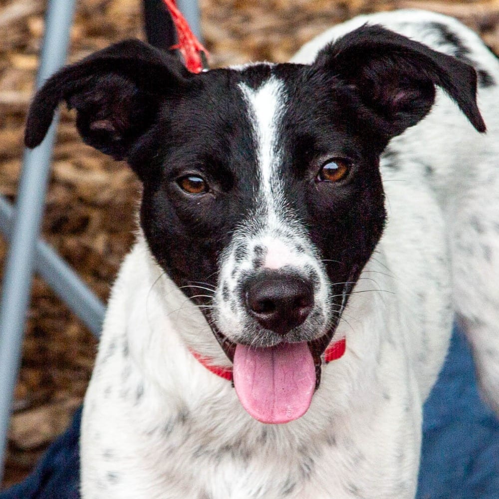 Photo of Jiminy, adoptable Labrador Retriever in Bloomfield, Connecticut