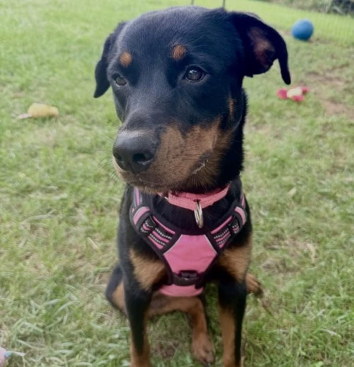 Photo of Haley, adoptable Rottweiler in Mooresville, North Carolina