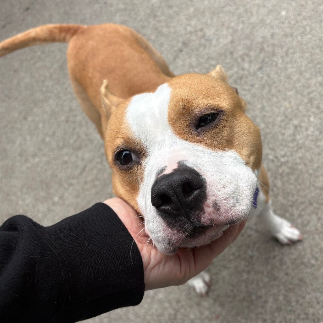 Photo of Porsha, adoptable Mixed Breed (Medium) in San Francisco, California