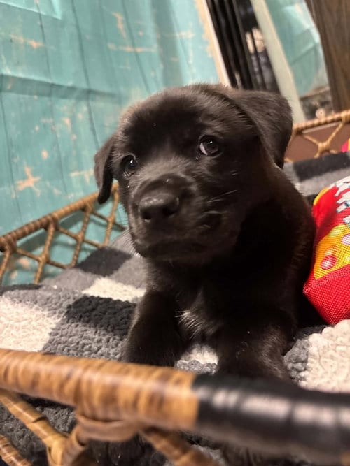 Photo of Skittles, adoptable Terrier in Dorr, Michigan
