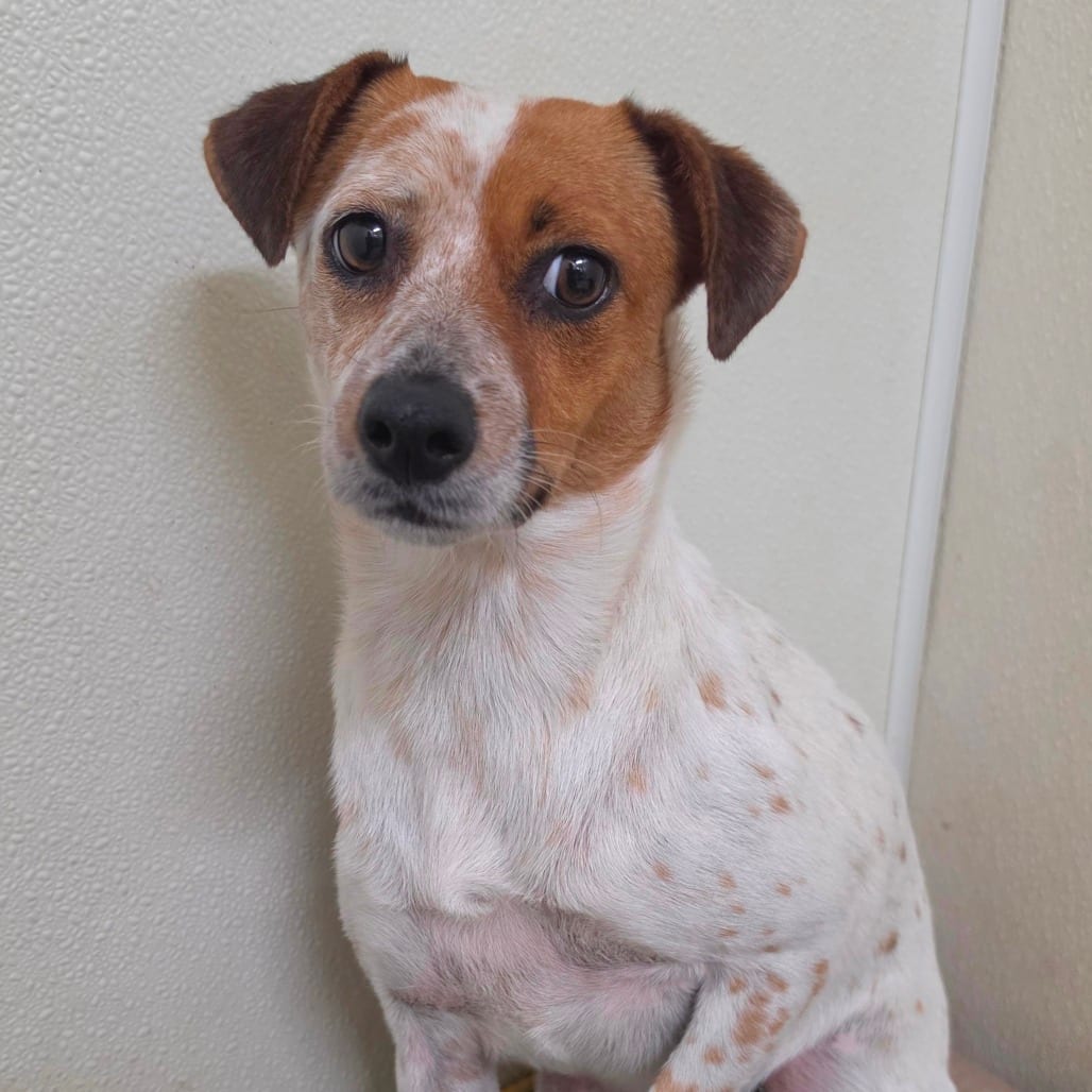 Photo of Dana Evans - Chino Hills Location, adoptable Terrier, Jack Russell / Mix