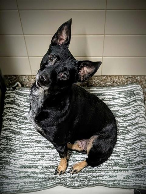 Photo of Sally, adoptable Feist in Clyde, North Carolina