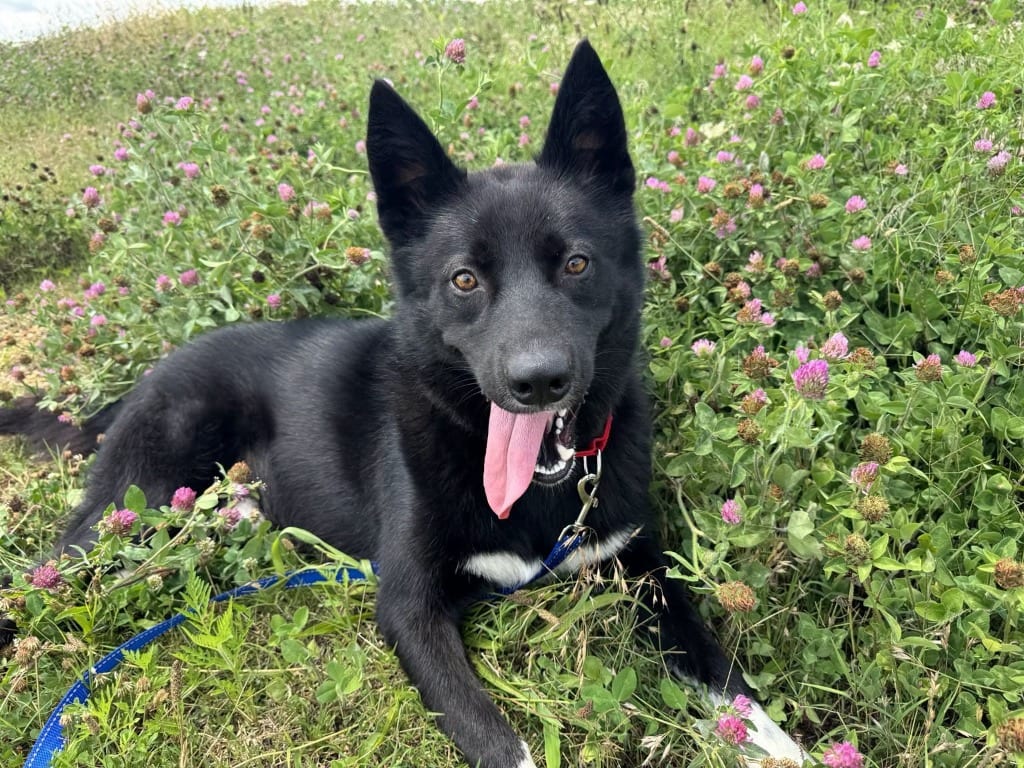 Photo of Jordan, adoptable Australian Kelpie in East Ridge, Tennessee