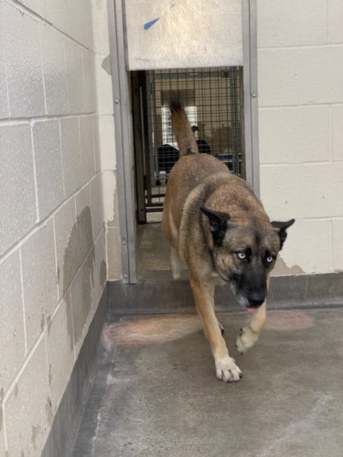 Photo of Pepper, adoptable Belgian Shepherd Malinois in Los Angeles, California