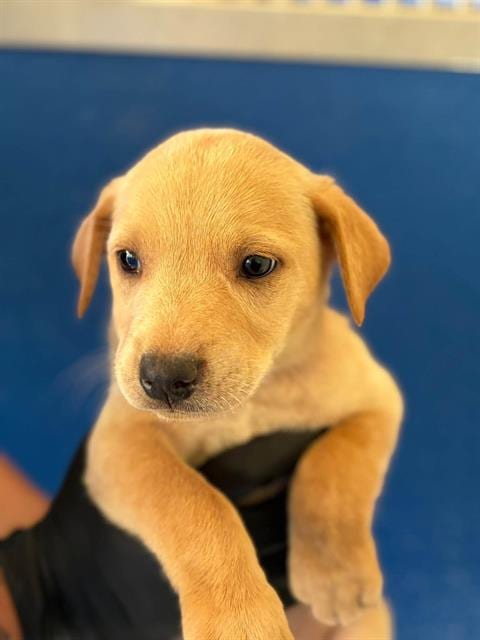 Photo of A256515, adoptable Labrador Retriever in Visalia, California