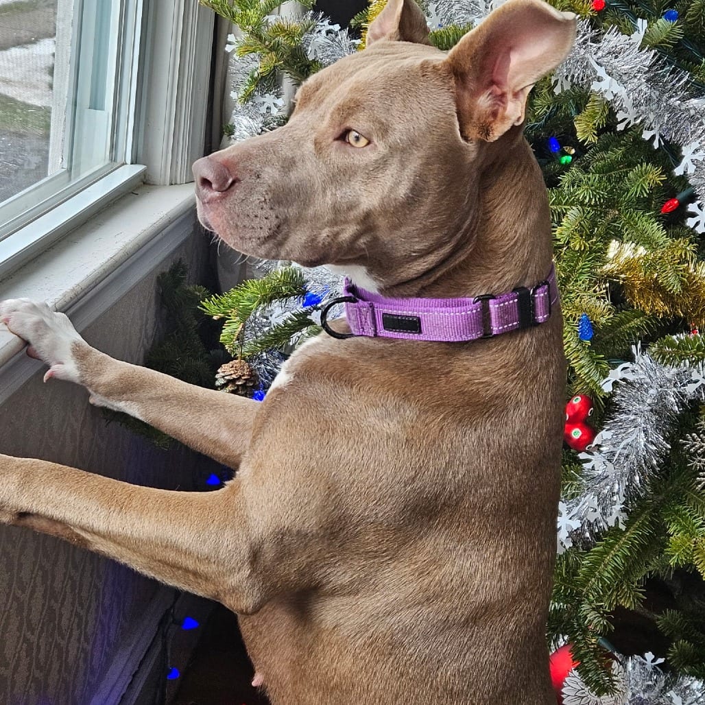 Photo of Indie, adoptable Terrier, American Staffordshire / Mixed Breed (Medium) in Whitestone, New York