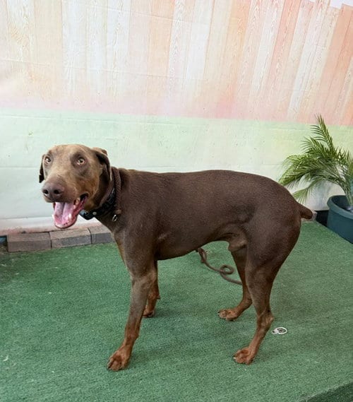 Photo of Tommy, adoptable Doberman Pinscher in Baldwin Park, California