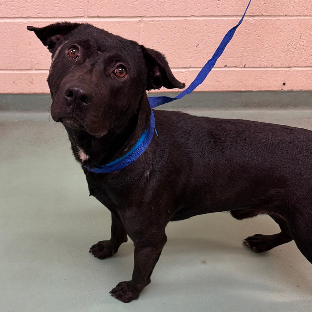 Photo of Ian, adoptable dog